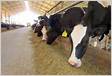 Nitrogênio ureico Nutrição proteica nas vacas leiteira